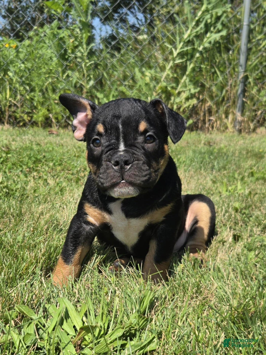 Olde English Bulldogge dogs for sale: George - Image 8