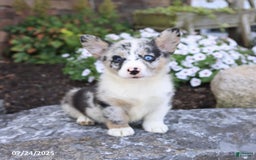 Welsh Corgi Pembroke dogs for sale: Indigo - Image 1