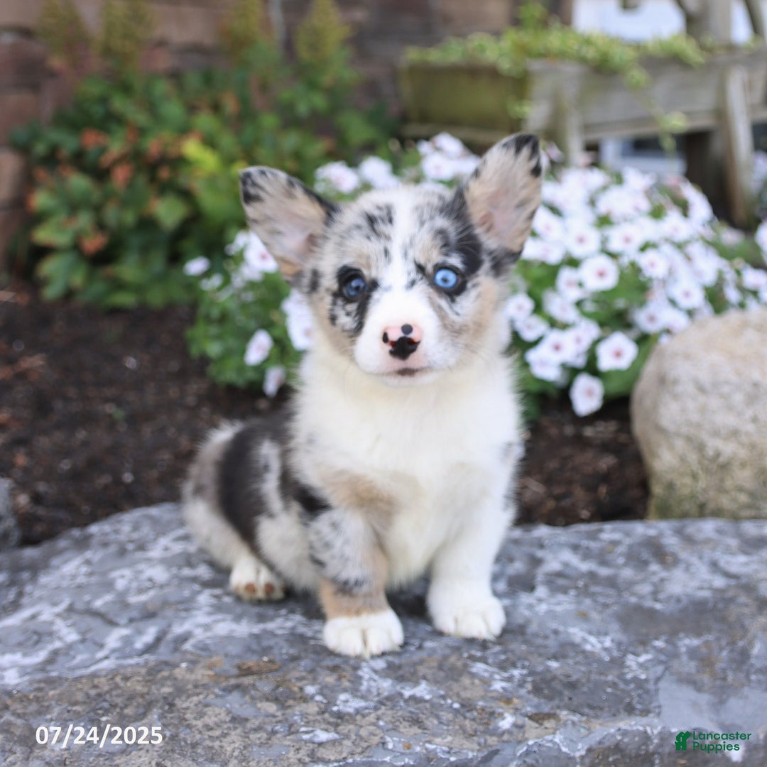 Welsh Corgi Pembroke dogs for sale: Indigo - Image 1