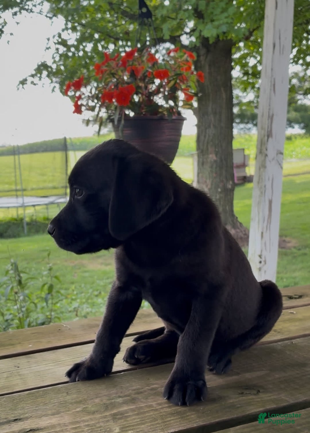 Labrador Retriever dogs for sale: Charlie - Image 3