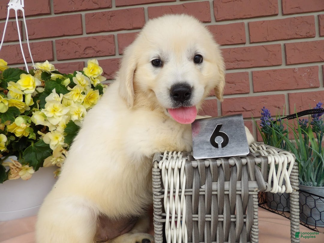 Golden Retriever dogs for sale: Luci - Image 3