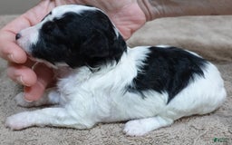 Toy Poodle dogs for sale: Zara Parti Girl - Image 11