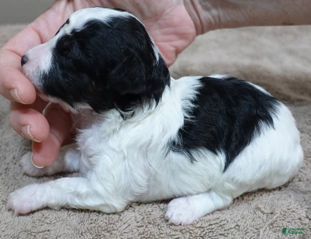 Toy Poodle dogs for sale: Zara Parti Girl - Image 11