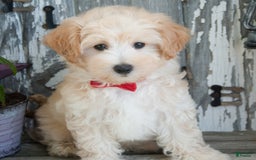 Maltipoo dogs for sale: Maltipoo 2 puppies - Image 1