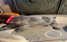 German Shorthaired Pointer dogs for sale: German Shorthaired Pointer 5 puppies - Image 11