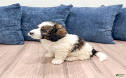 Mini Bernedoodle dogs for sale: Buster - Image 7
