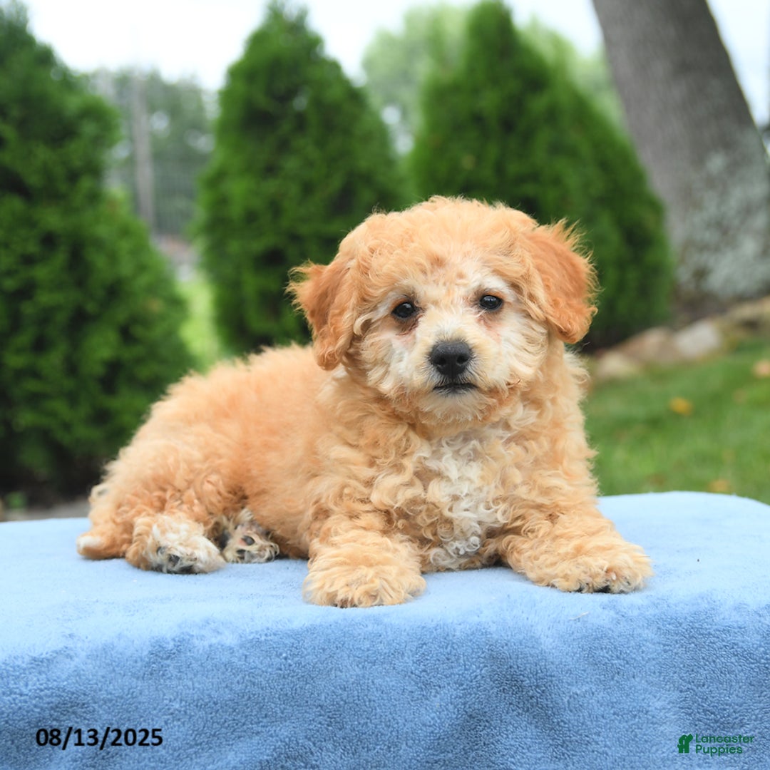 Bichpoo dogs for sale: Annie - Image 5