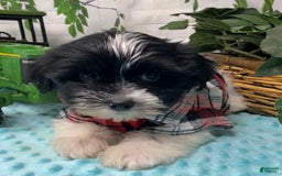 Shorkie dogs for sale: Little Milo - Image 3