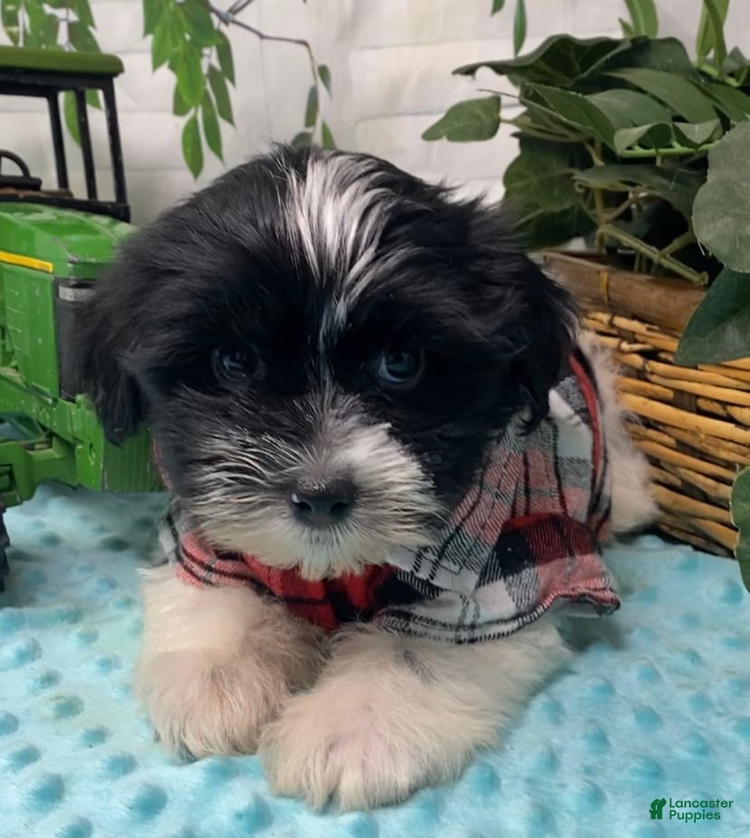 Shorkie dogs for sale: Little Milo - Image 3