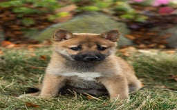 Shiba Inu dogs for sale: Jacquline - Image 4