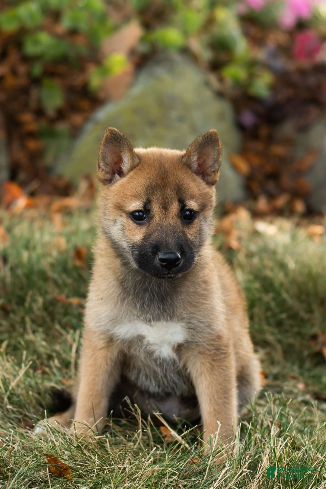 Shiba Inu dogs for sale: Jacquline - Image 4