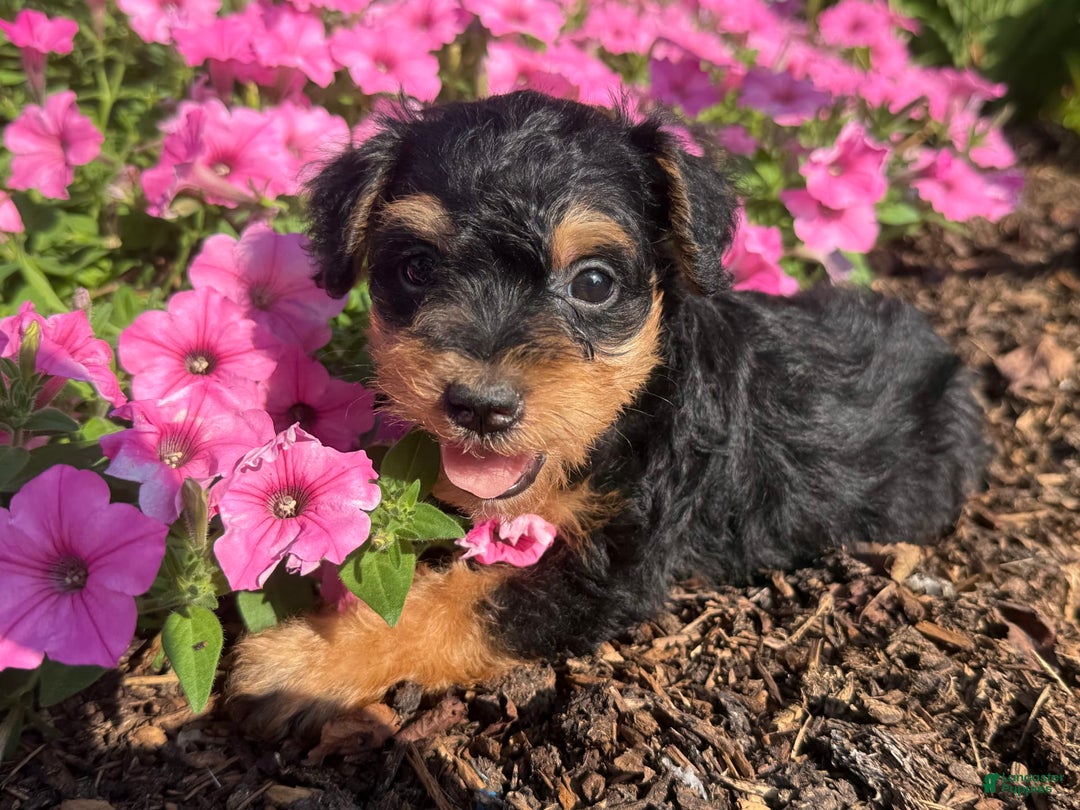 Schnoodle dogs for sale: Ernist - Image 6