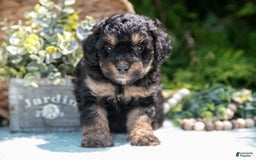 Mini Bernedoodle dogs for sale: Kairo - Image 1