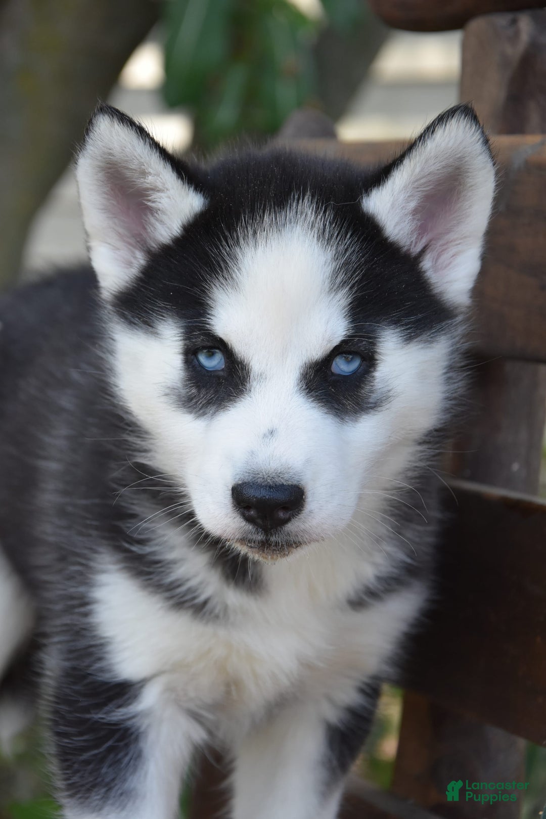 Siberian Husky dogs for sale: Siberian Husky 3 puppies - Image 2