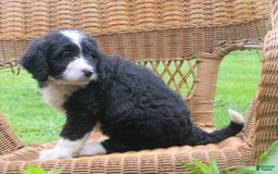 Mini Bernedoodle dogs for sale: Sally - Image 10
