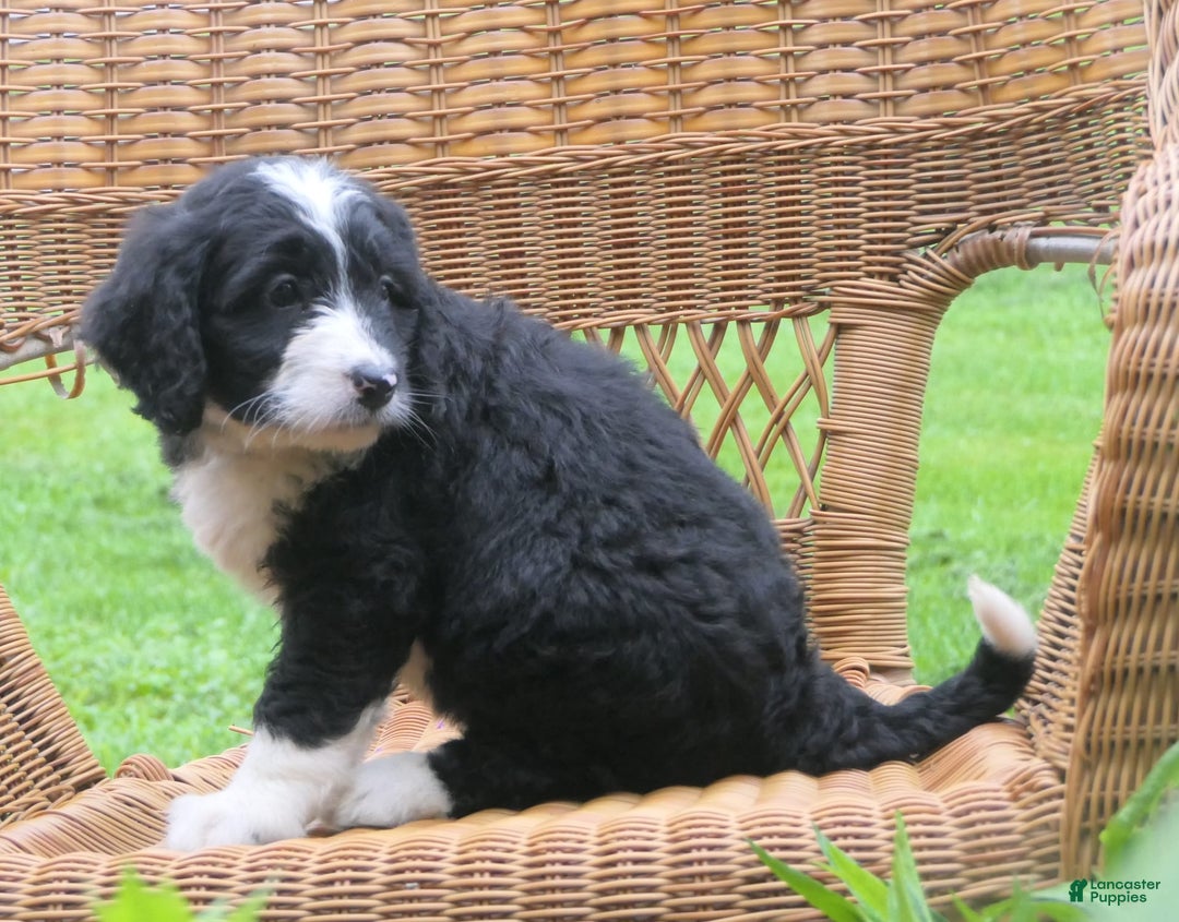 Mini Bernedoodle dogs for sale: Sally - Image 10