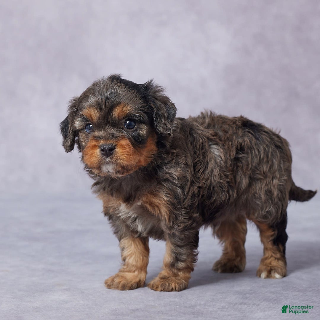 Cavapoo dogs for sale: Demi - Image 7