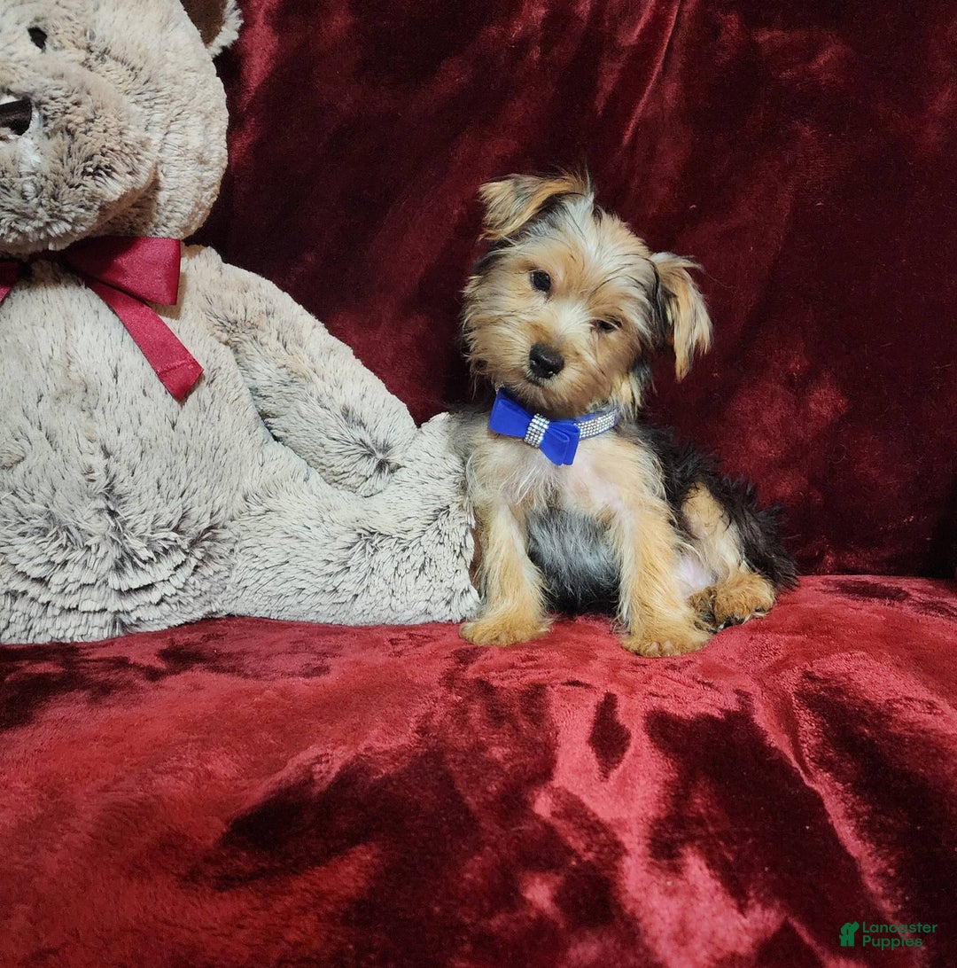 Yorkshire Terrier dogs for sale: Milo - Image 5