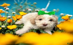 Cavapoo dogs for sale: Biscotti - Image 9