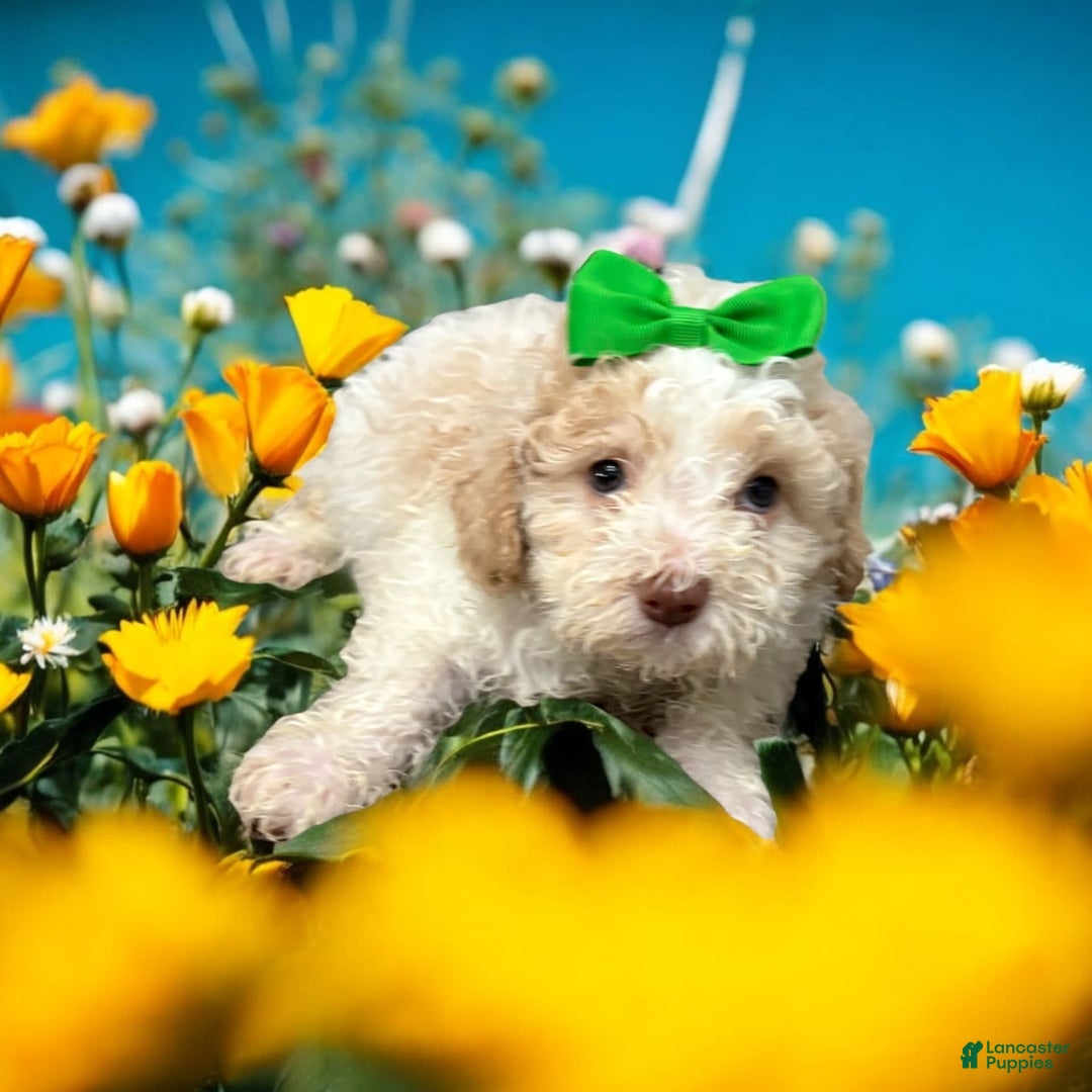 Cavapoo dogs for sale: Biscotti - Image 9