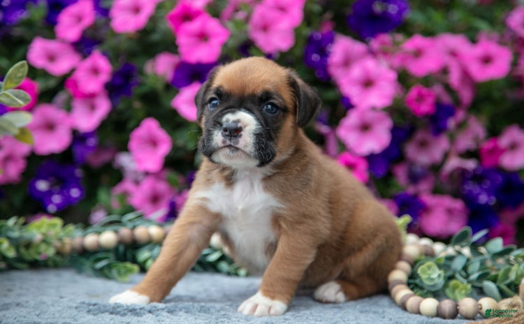 Boxer dogs for sale - Ad 3