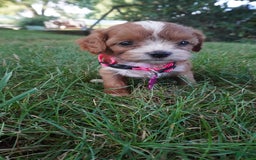 Cavapoo dogs for sale: Tiny Tim - Image 3