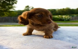 Miniature Dachshund dogs for sale: Skye - Image 2