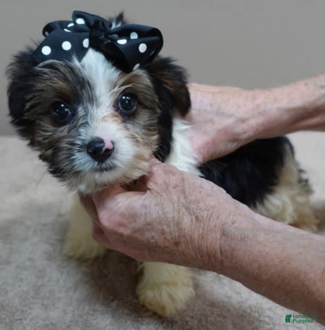 Yorkshire Terrier dogs for sale: Kai parti boy - Image 10