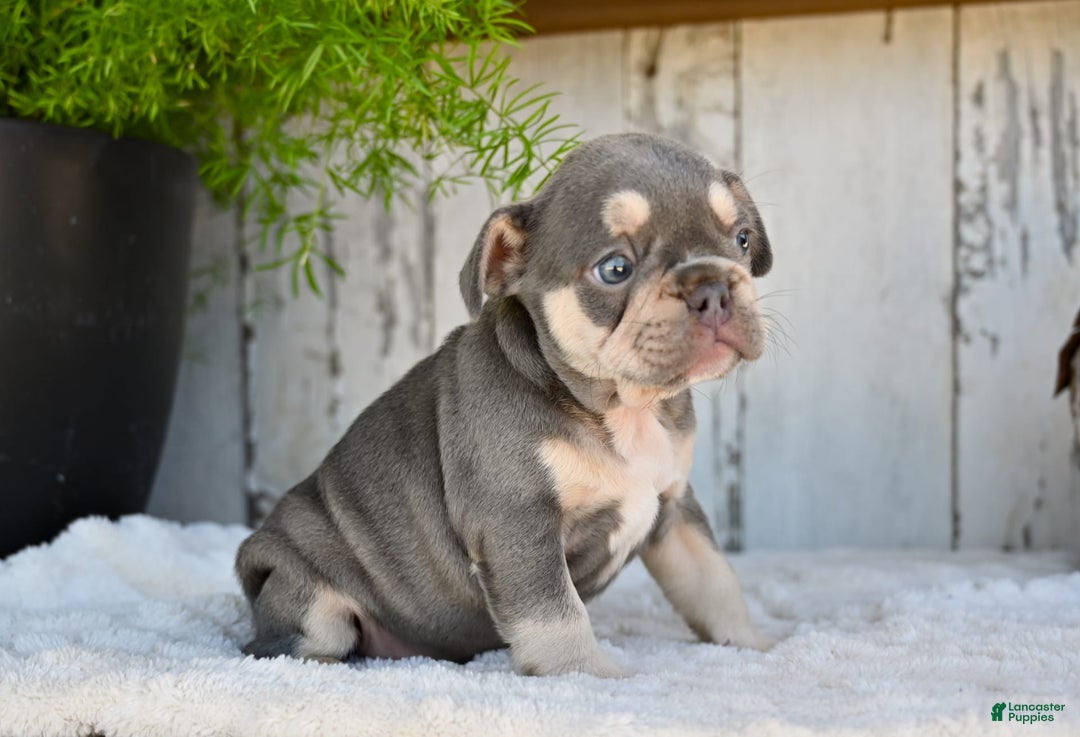 French Bulldog dogs for sale: Sophie - Image 4