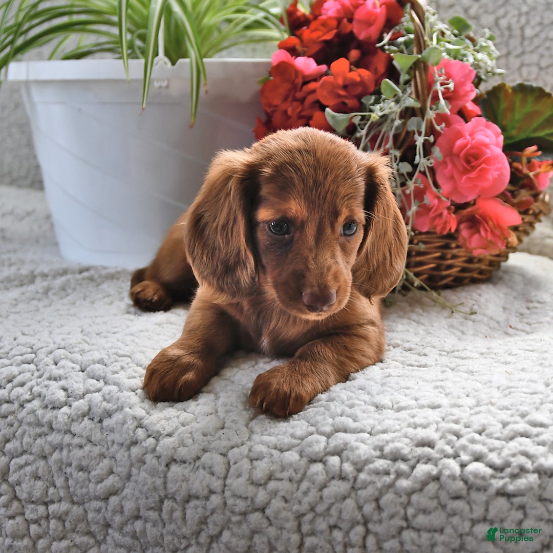 Miniature Dachshund dogs for sale: Sparkle - Image 3