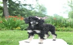 Toy Poodle dogs for sale: Twinkle - Image 12