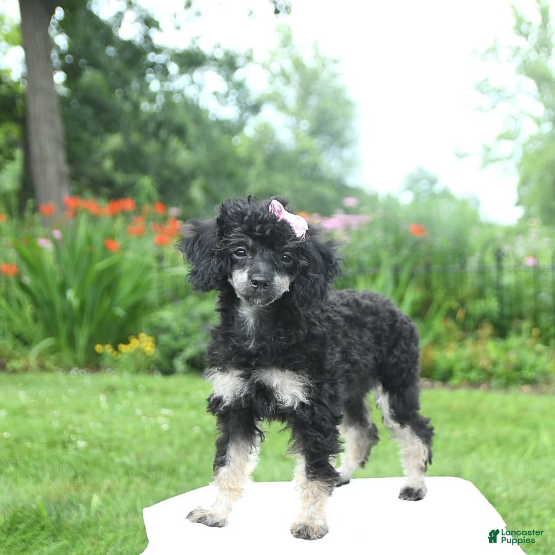 Toy Poodle dogs for sale: Twinkle - Image 12