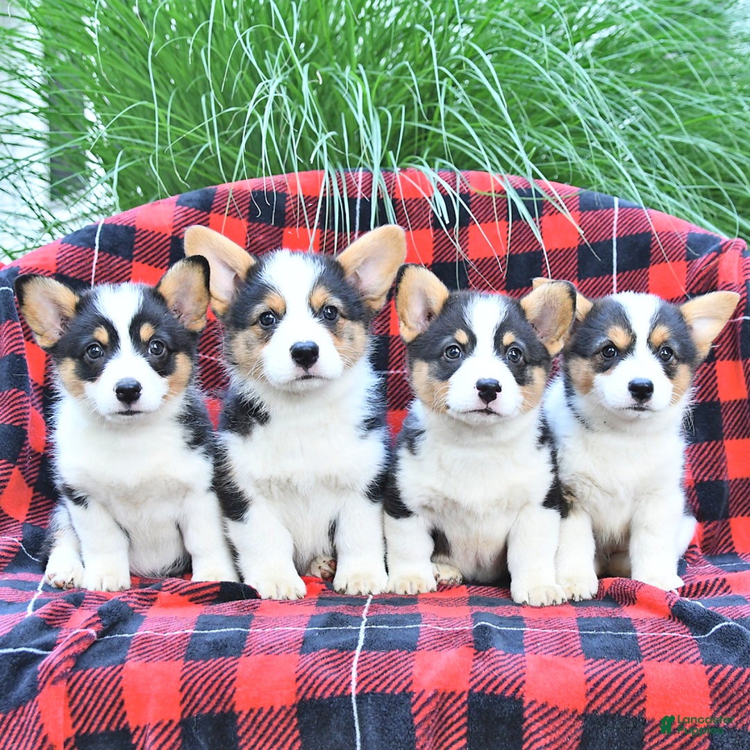 Welsh Corgi Pembroke dogs for sale: Mercy - Image 5