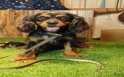 Cavapoo dogs for sale: Cocoa Girl 3 - Image 4