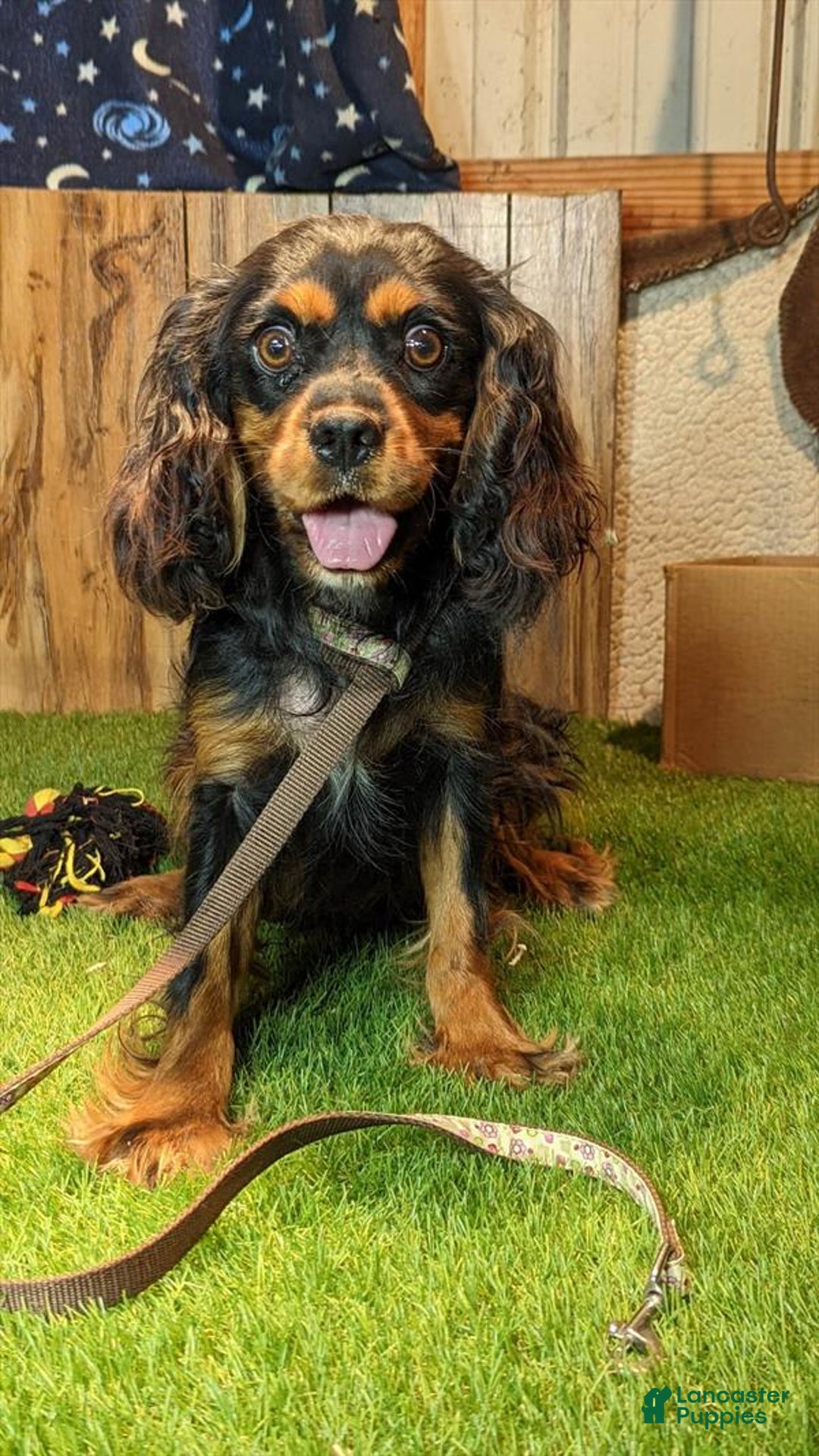 Cavapoo dogs for sale: Cocoa Girl 3 - Image 4