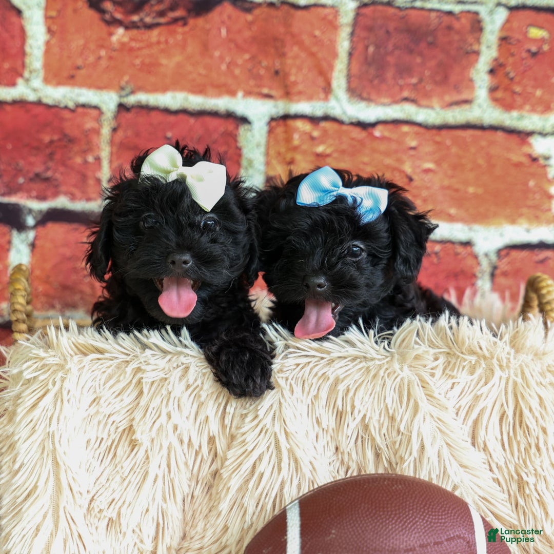 Yorkiepoo dogs for sale: Rex - Image 12