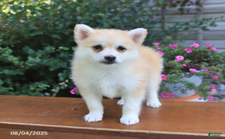 Pomsky dogs for sale - Ad 3