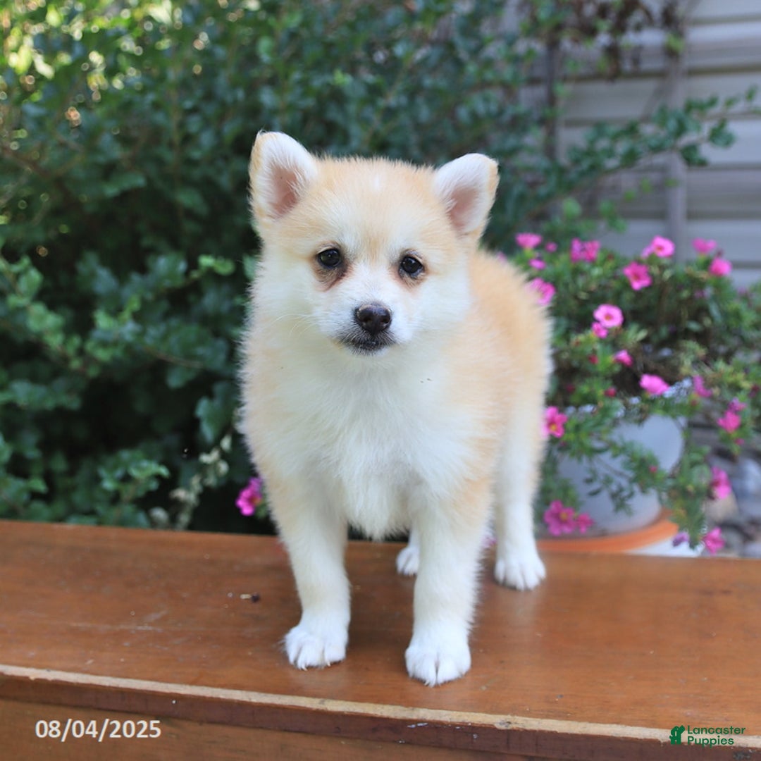 Pomsky dogs for sale: Ava - Image 1