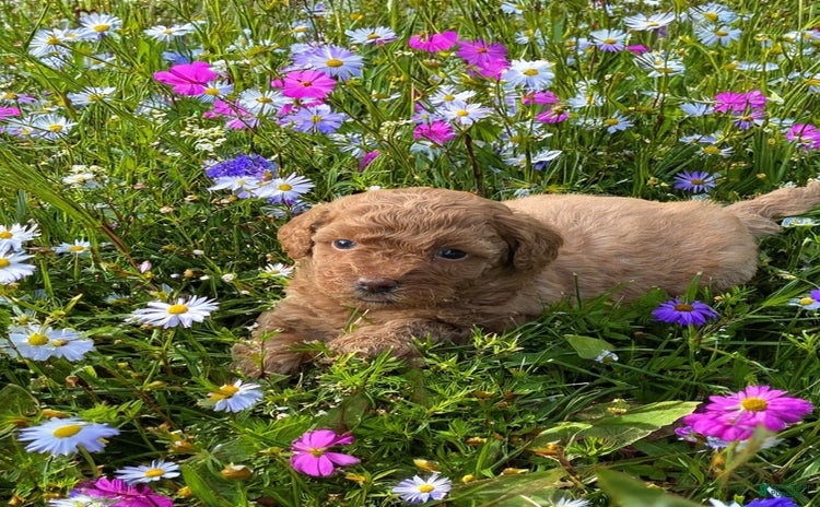 Bichpoo dogs - Advert 32