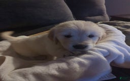 Golden Retriever dogs for sale: Yellow - Image 2