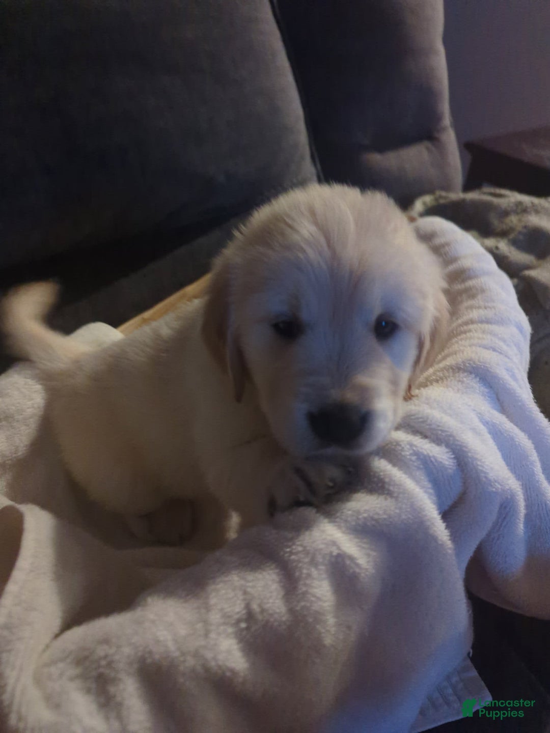 Golden Retriever dogs for sale: Yellow - Image 2