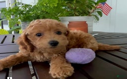 Cavapoo dogs for sale: Ivy - Image 4
