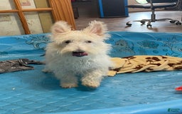 Scottish Terrier dogs for sale: Olivia - Image 4