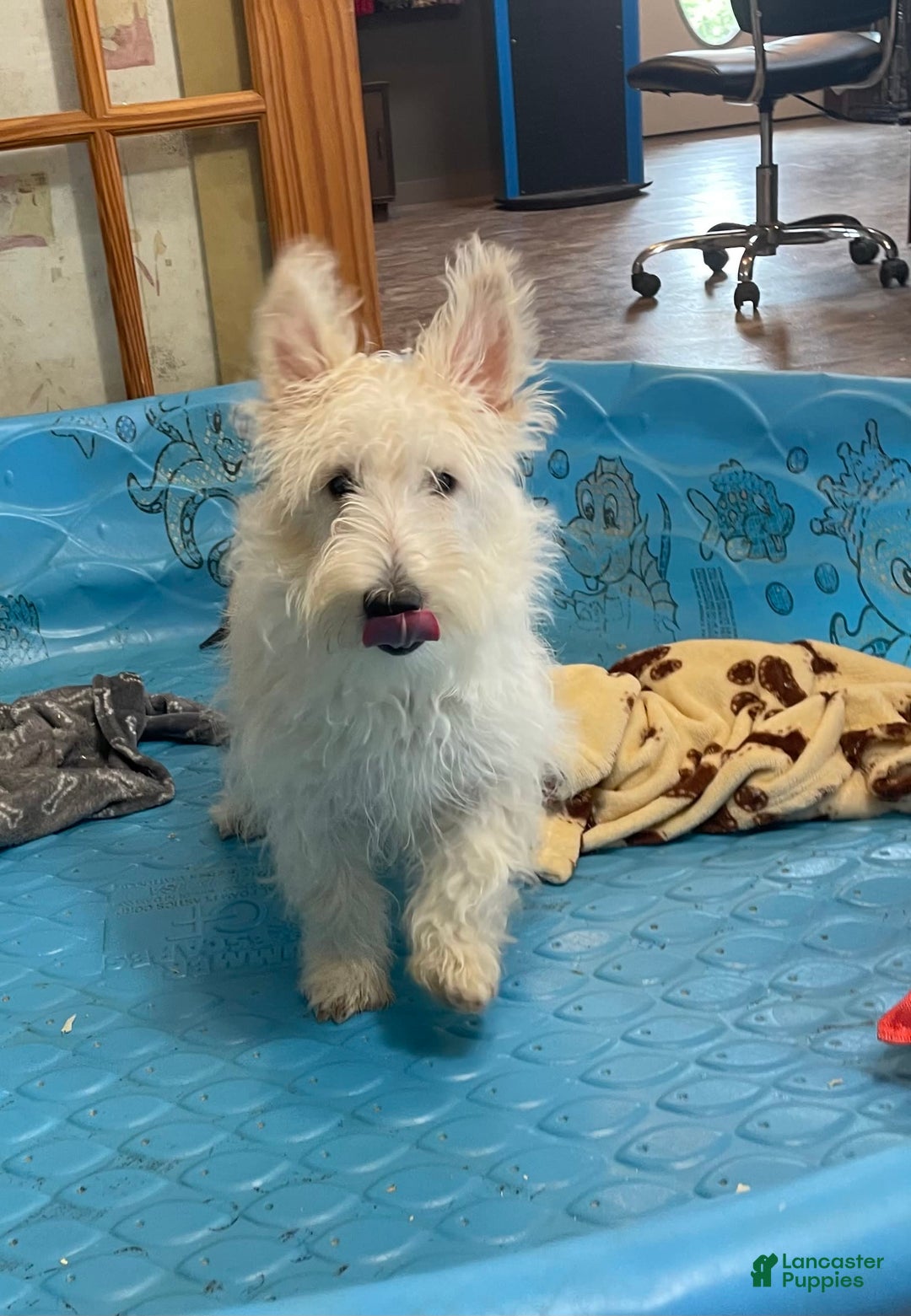Scottish Terrier dogs for sale: Olivia - Image 4