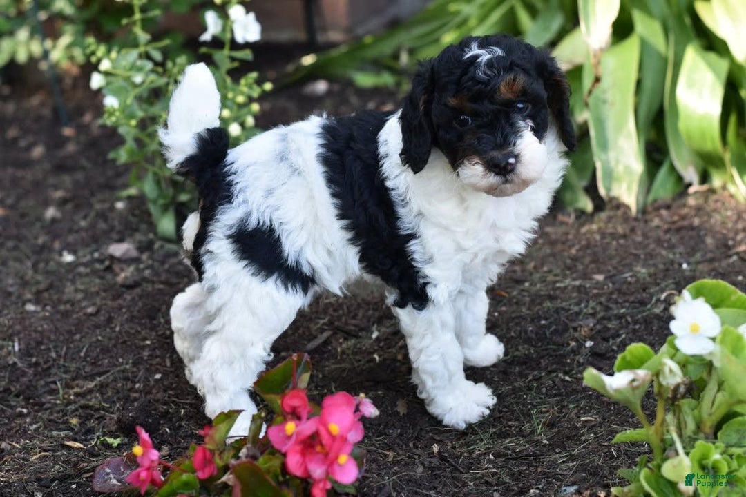 Miniature Poodle dogs for sale: Amos - Image 19