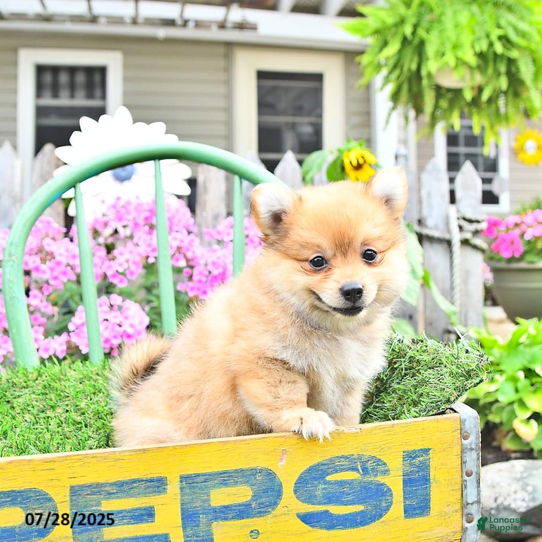 Pomeranian dogs for sale: Carmen - Image 7