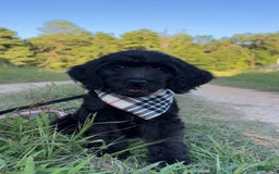 Goldendoodle dogs for sale: Tucker - Image 5