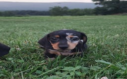 Miniature Dachshund dogs for sale: Debbie - Image 2