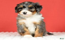 Bernedoodle dogs for sale: Stella - Image 5