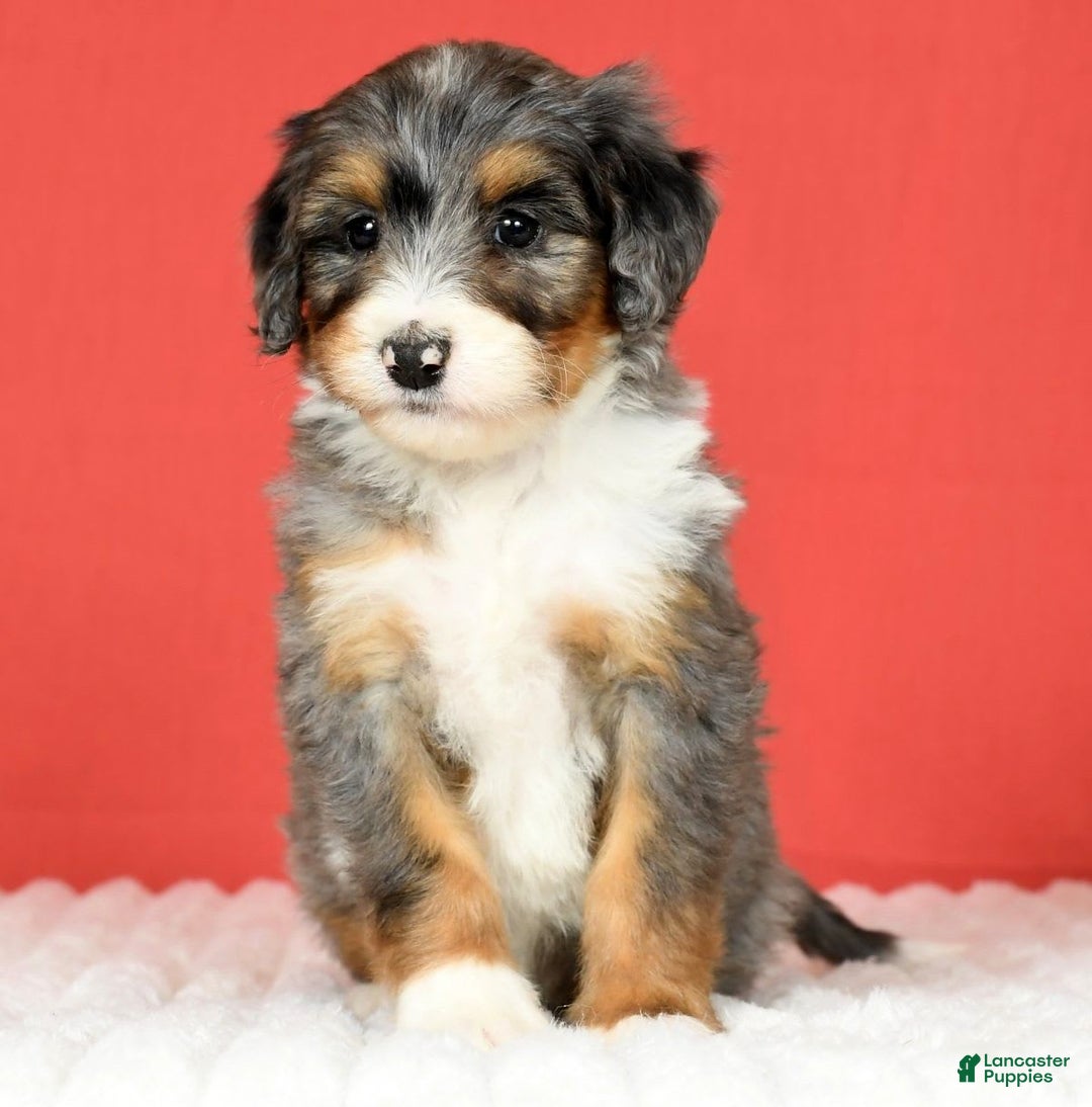 Bernedoodle dogs for sale: Stella - Image 5